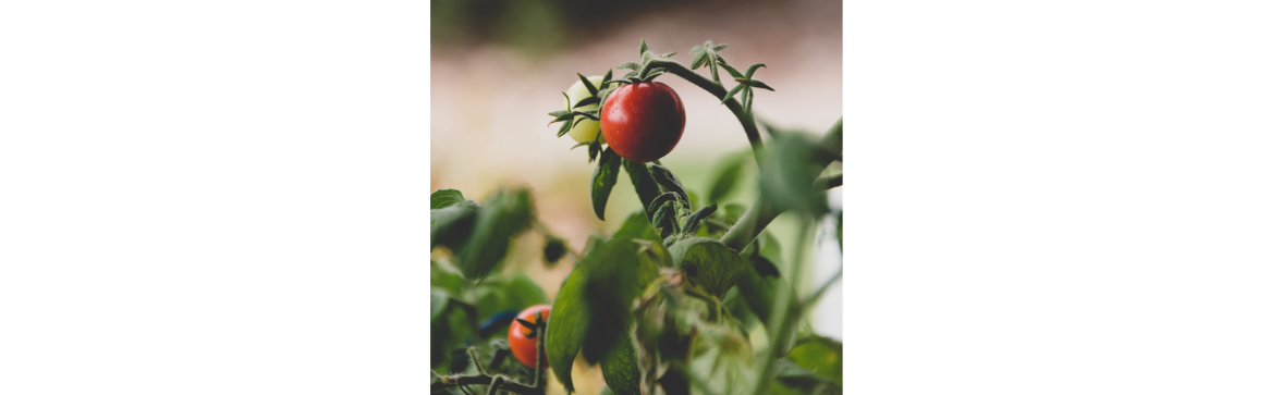 tomato plant